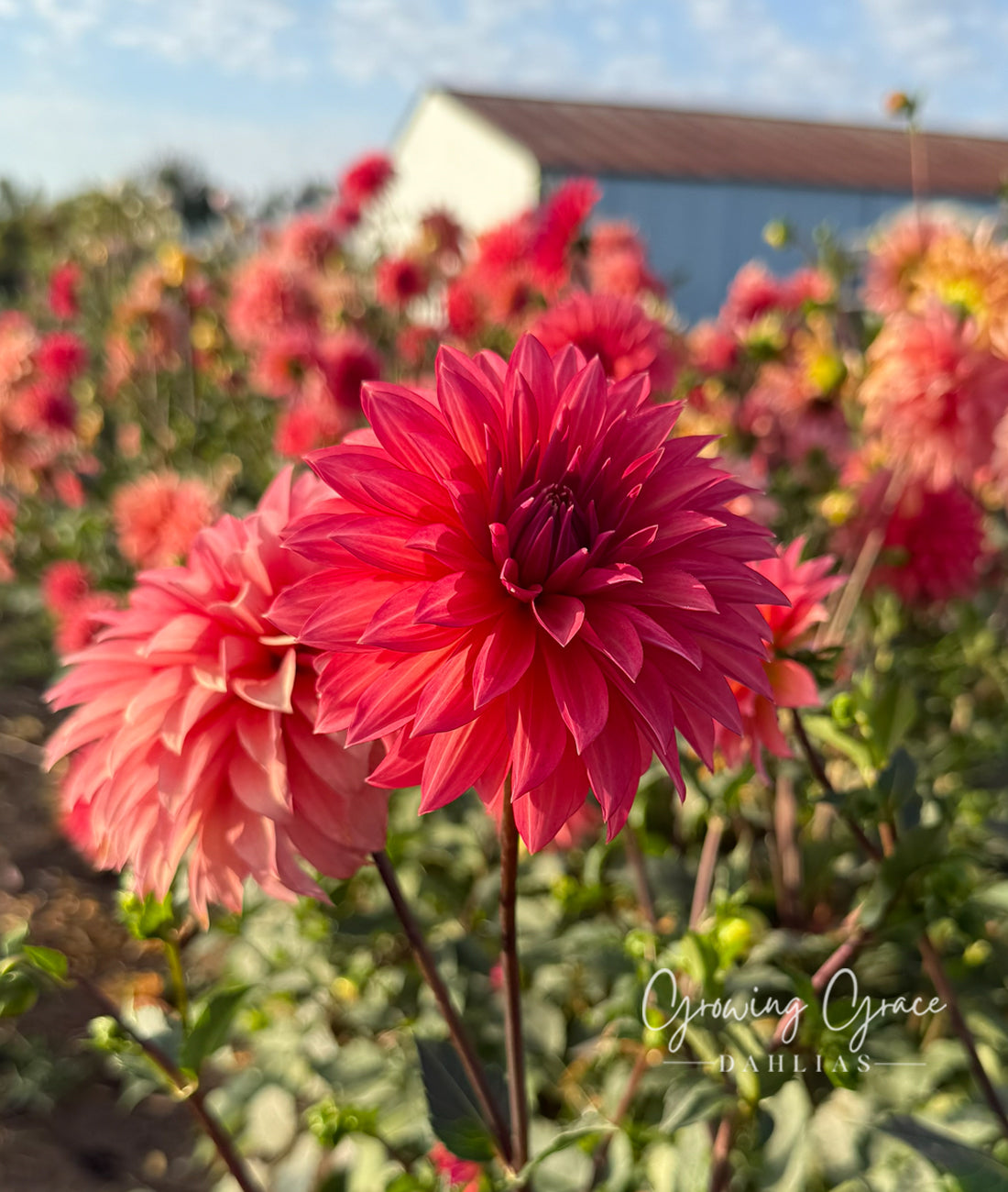Sandia Ruthie