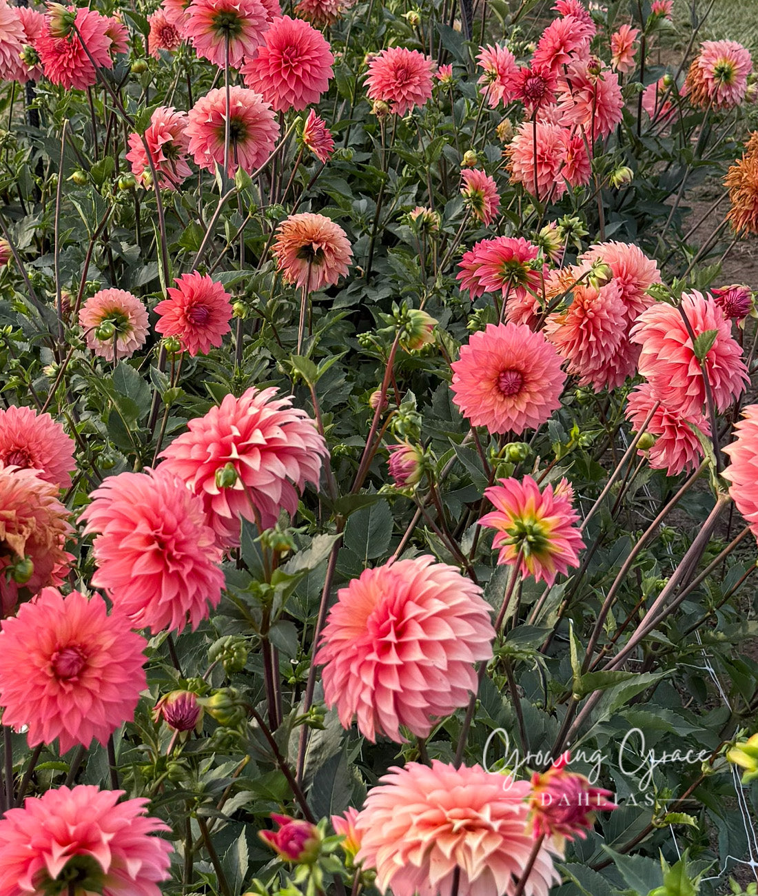 Sandia Ruthie