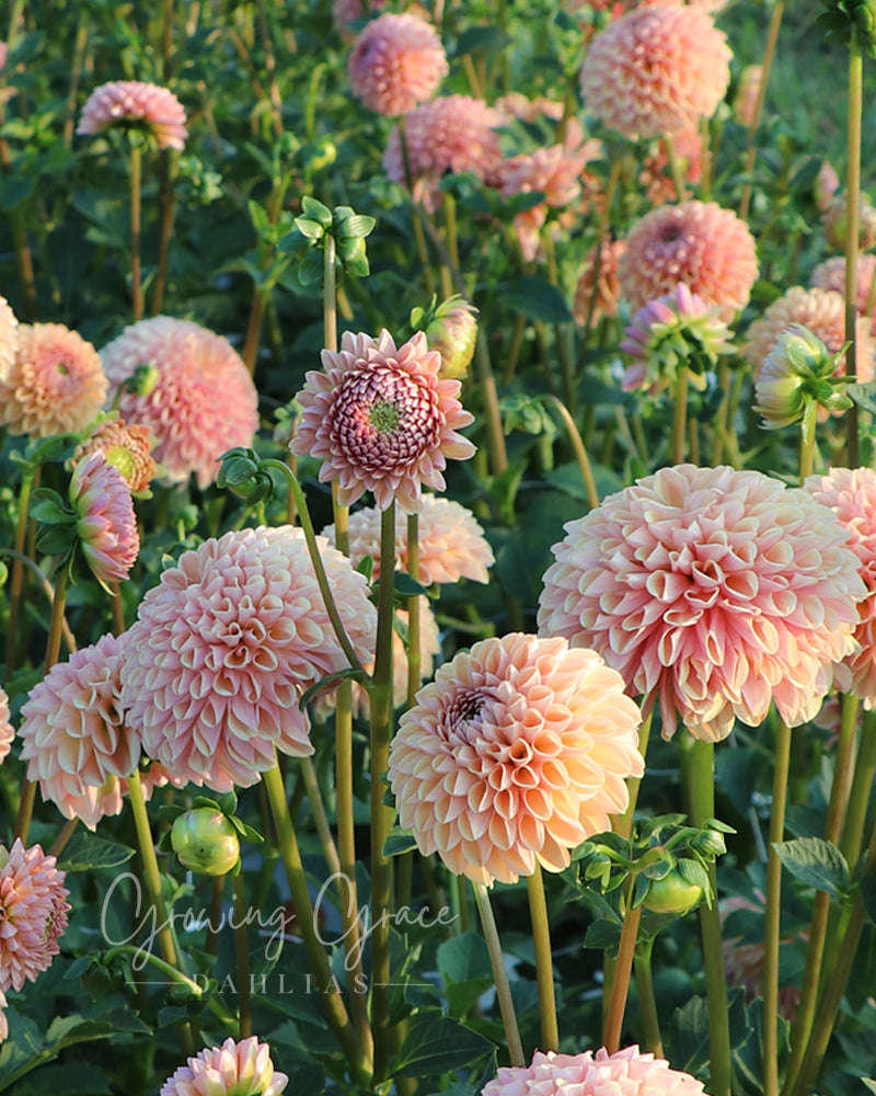Valley Tawny