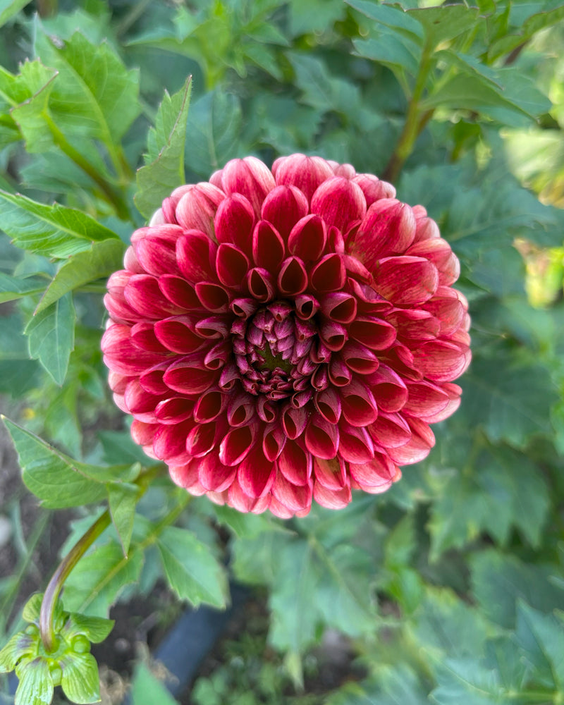 Copper Boy – Growing Grace Dahlias