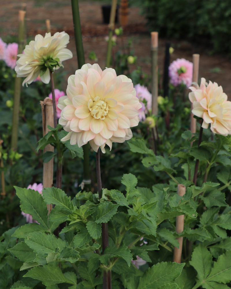 Day Dreamer – Growing Grace Dahlias