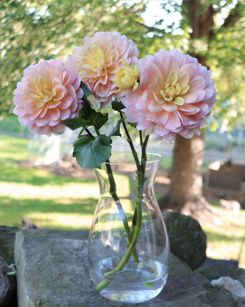 Day Dreamer – Growing Grace Dahlias