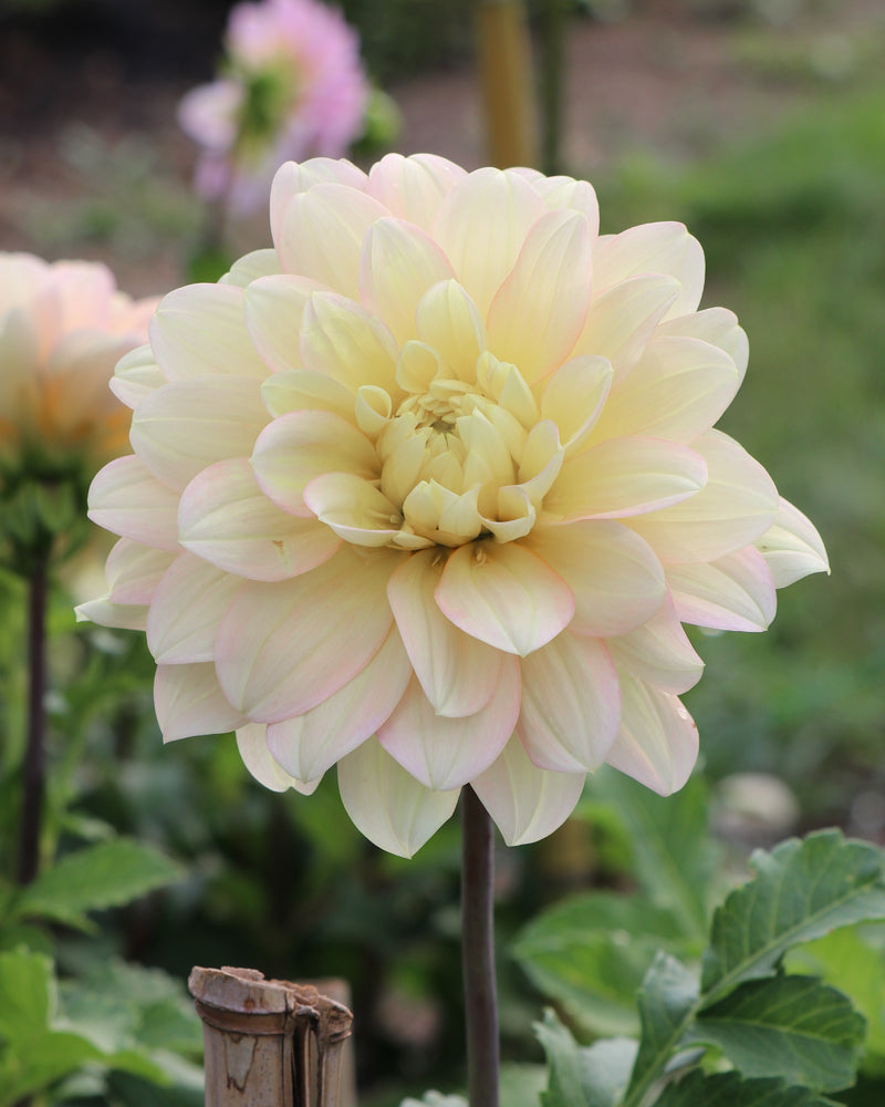 Day Dreamer – Growing Grace Dahlias