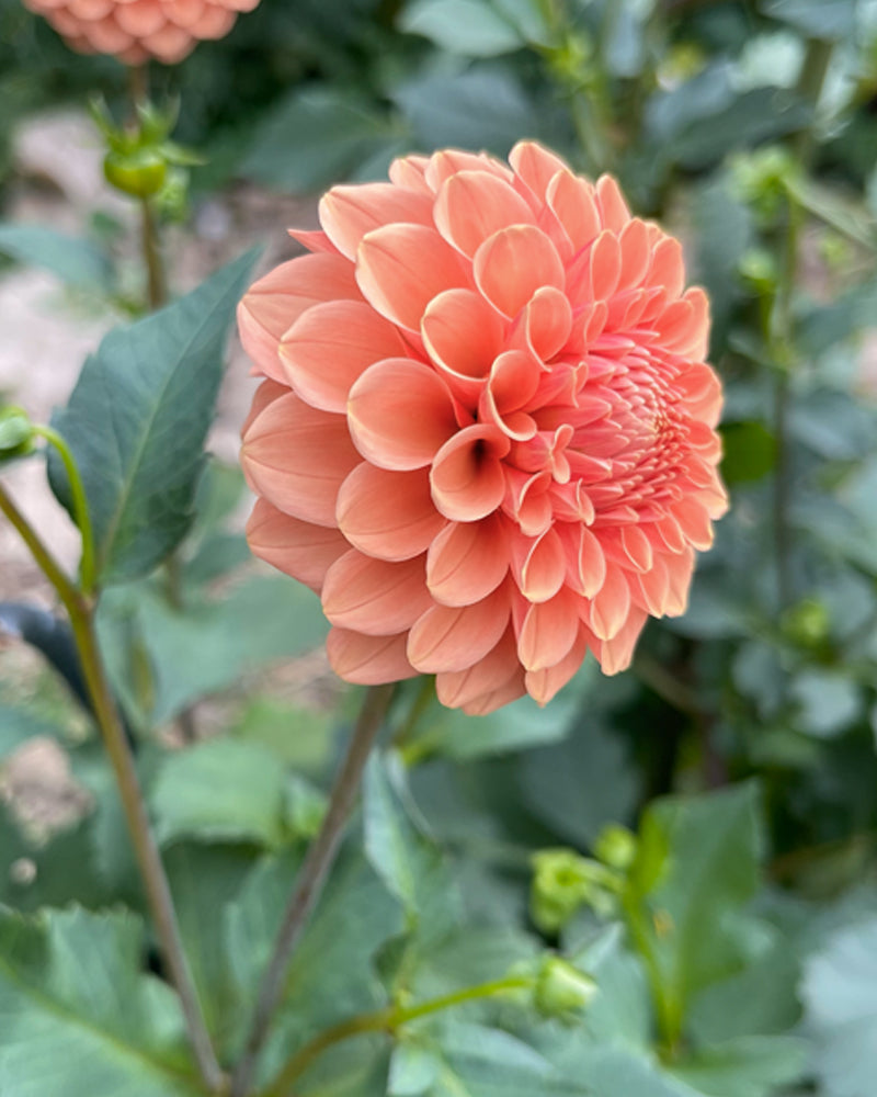 Rose Toscano