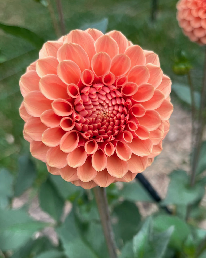Rose Toscano